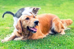 dog and cat Picture
